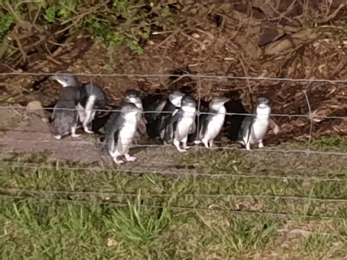Diamond Island Resort&Bicheno Penguin Show Exterior foto